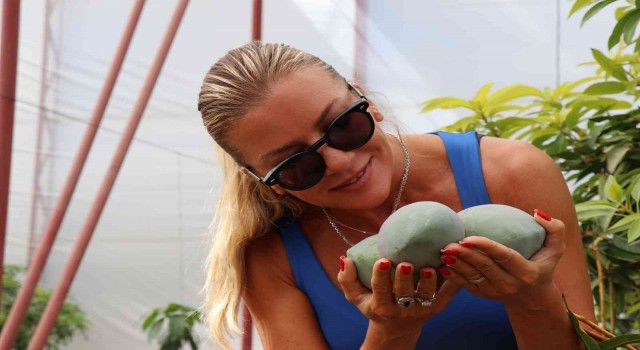 Antalyada yılın ilk mango hasadı Ivana Sertten