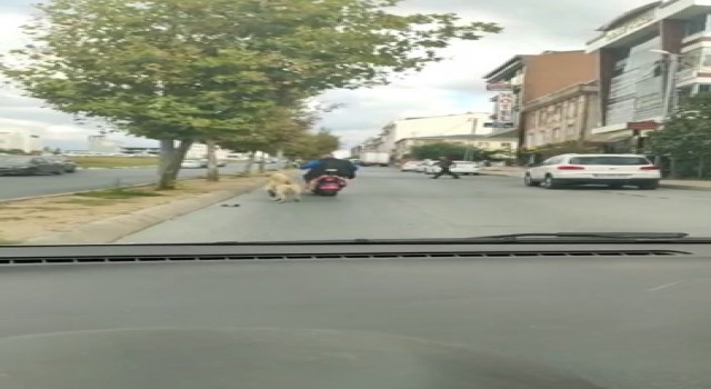 Arnavutköyde köpeği motosikletine bağlayarak götüren şahsa tepki