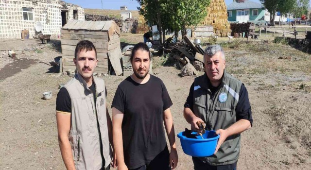 Arpaçayda bulunan Kerkenez kuşu tedavi altına alındı