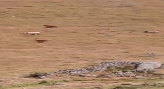 Artvinde ayı yaylada otlayan hayvanlara saldırdı çobanın tepkisi ilginç oldu