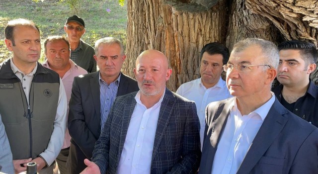 Artvinde bulunan dünyanın en yaşlı armut ağacında meyve hasadı yapıldı