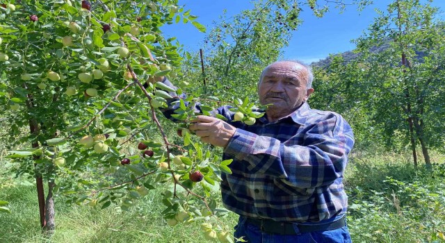 Atalarından miras kalan hünnap meyvesi gelir kapıları oldu