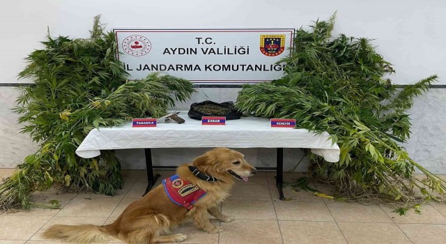 Aydında bir haftada 6 uyuşturucu taciri tutuklandı
