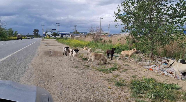 Aydınlı çobanlar sokak köpeği sorunlarının çözülmesini bekliyor
