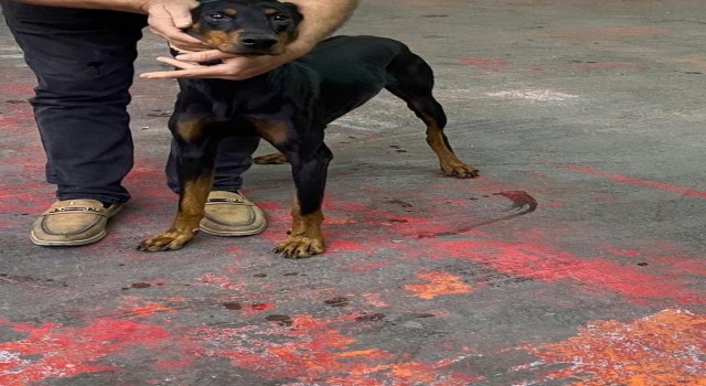 Bağcılarda, motosikletiyle köpeği peşinden koşturan şahıs yakalandı