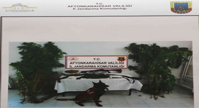 Bahçesine kenevir eken şahıs jandarma operasyonuyla yakalandı