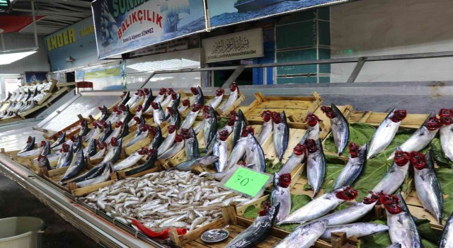 Balık bollaşınca fiyatlar 50 TLye geriledi