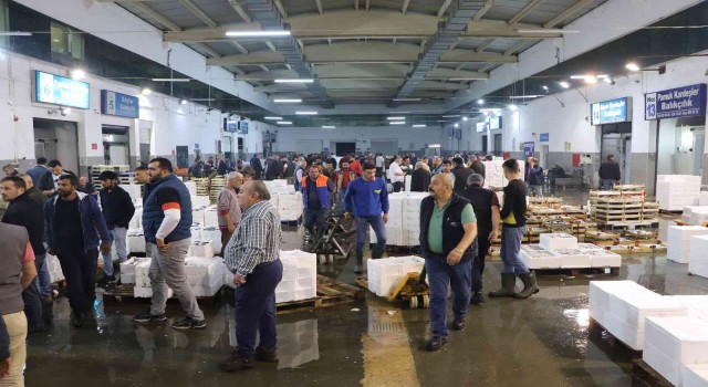 Balık mezadında kasalar dolusu palamut kapış kapış satıldı