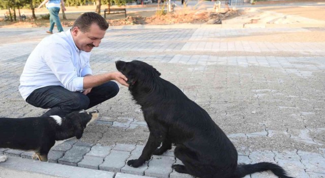 Balıkesir Büyükşehir ‘Mutlu Patiler projesini hayata geçiriyor