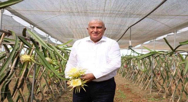 Başkan Ataydan ejder meyvesi hasadı