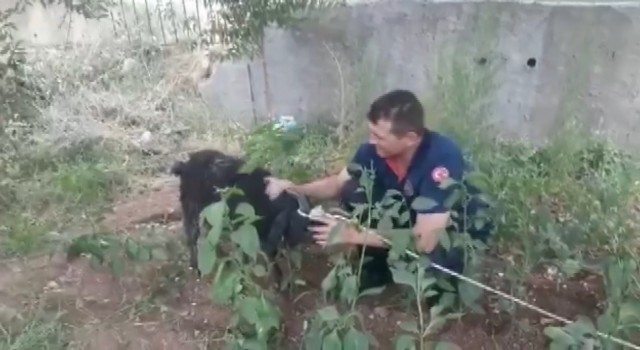 Bataklıkta keçi kurtarma operasyonu