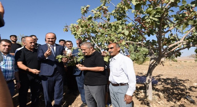 Batmanda fıstık hasadı etkinliği düzenlendi