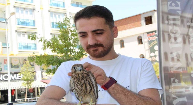 Batmanda yaralı kerkenez duyarlı vatandaş tarafından tedavi edildi