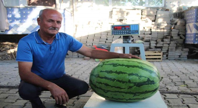 Batmanlı çiftçi yetiştirdiği 53 kilo 300 gramlık karpuzuyla Diyarbakıra rakip oldu