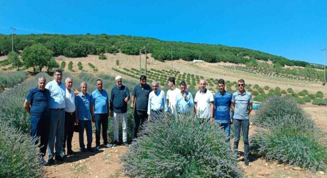 Batmanlı çiftçiler lavanta tarımı için Ispartaya gitti