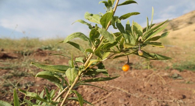 Bayburtta goji berry fideleri meyve vermeye başladı