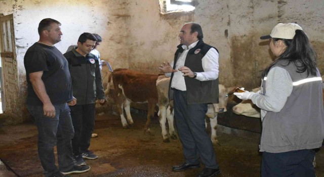 Bayburtta şap aşısı yapılmaya başlandı