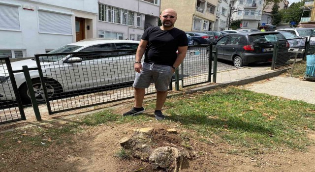 Beşiktaş Belediyesi Ayazma Parkındaki 3 ağacı kesti