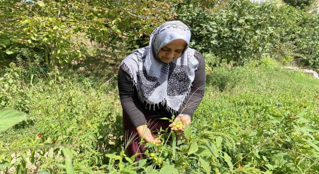 Beykozda ailesi için ektiği sebzeler gelir kapısı oldu