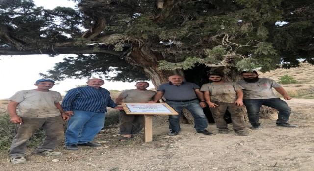 Bin 200 km yol alıp 6 asırlık Ardıçın bakım ve temizliğini yaptılar