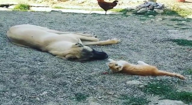 Boncuk ile Karabaşın iç ısıtan dostluğu!