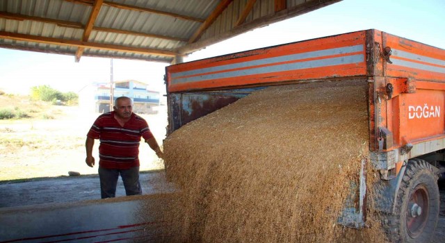 Buğday üretiminde rekor kırılan Sivasta yeni sezona hazırlık başladı