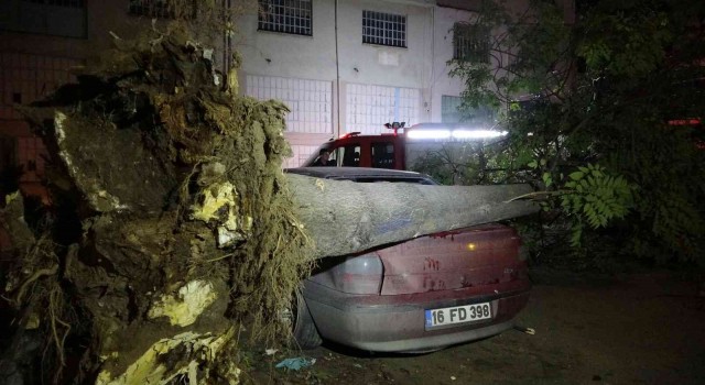 Bursada ağaç park halindeki 3 otomobilin üzerine devrildi