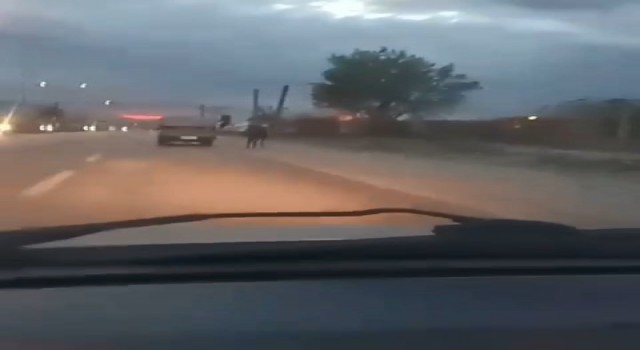 Bursada atı kamyonetle böyle sürüklediler