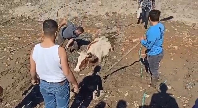 Bursada bataklığa saplanan inek kurtarıldı