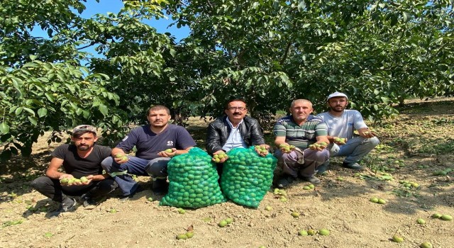 Bursada ceviz hasadı başladı