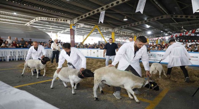 Bursada güzel koyun ve koyun kırkma yarışması nefes kesti