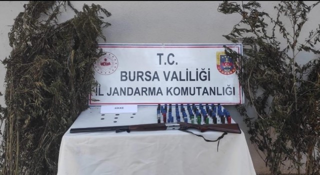 Bursada kenevir tarlasına jandarma baskını