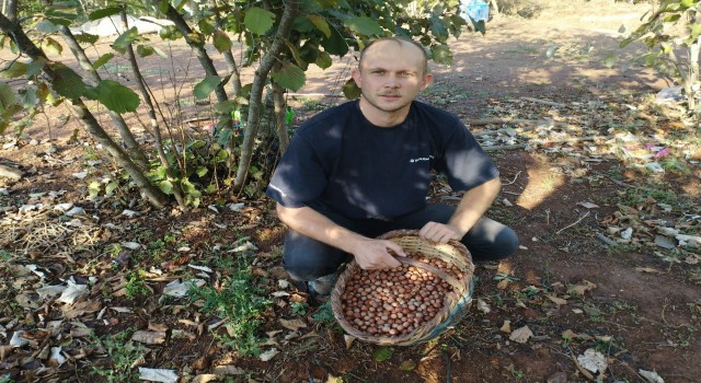 Bursadaki köyü gören Karadeniz sanıyor...Yılda 60 ton fındık üretiyorlar