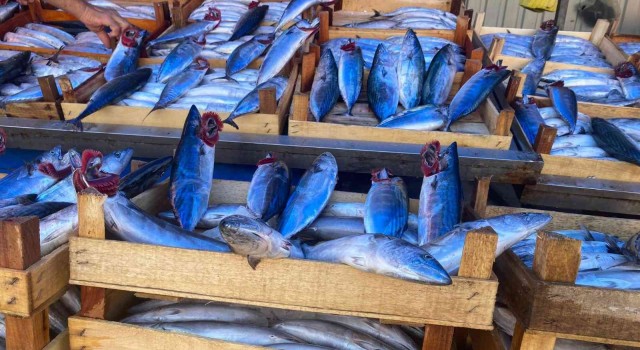 Büyük kayıklar Zonguldaka akın etti, denizden palamut fışkırdı