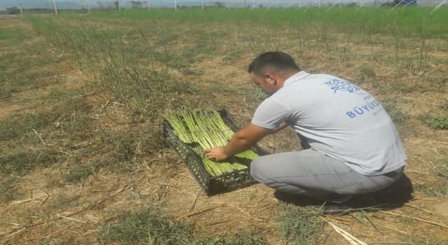Büyükşehir Belediyesinin kuşkonmazları Halk Ege Et reyonlarında yerini aldı
