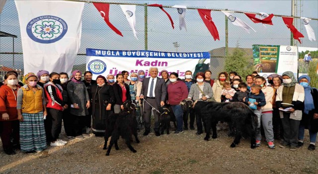 Büyükşehir Yatağanda kıl keçisi dağıtacak