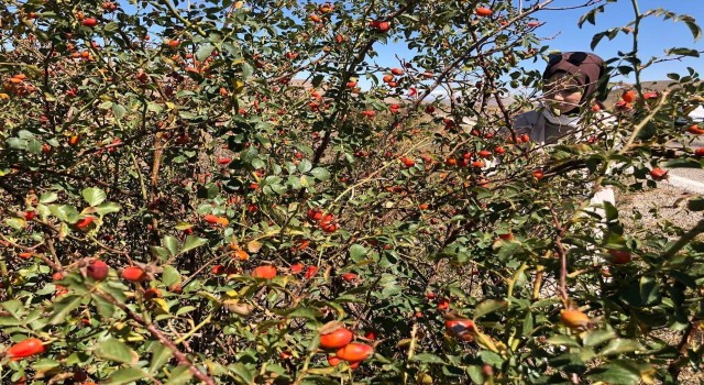 C vitamini deposu kuşburnu köylerde yorucu bir çalışmanın ardından marmelat olarak kavanozlara giriyor