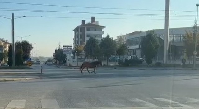 Caddede gezen başıboş at tehlike oluşturdu