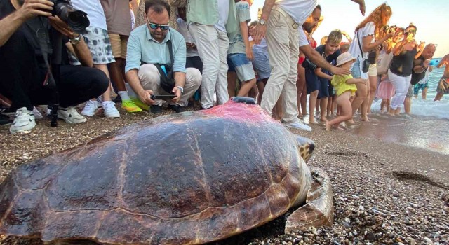 Caretta caretta Lara Barışın 600 kilometrelik yolculuğunu 29 bin kişi görüntüledi