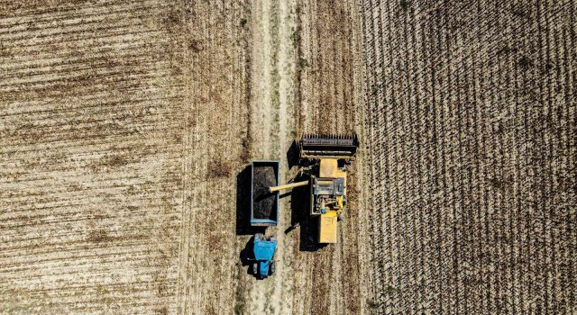 Çaykenarı Mahallesinde  ayçiçeği hasadı sevinci