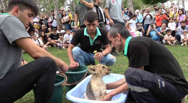 Çekmeköyde yavru aslan Alex banyo yaptı, vatandaşlar ilgi ile izledi