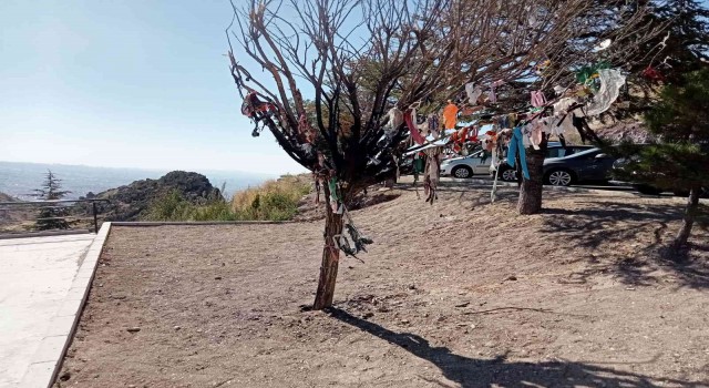 Cemevi bahçesindeki dilek ağacı provokatörler tarafından yakıldı