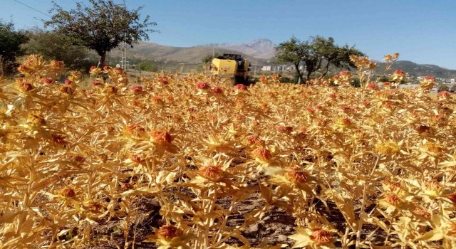 Çiftçi belediye Talas şimdi de Aspir hasadı yaptı