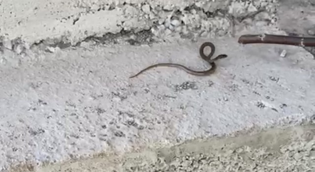 Çılgın çoban önce yılanla oynadı, sonra yaşam alanına bıraktı