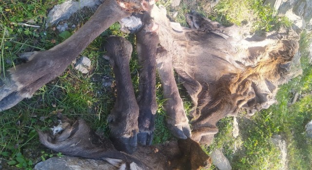 Çivrilde avlanması yasak olan kızılgeyiği vurup derisini yüzdüler