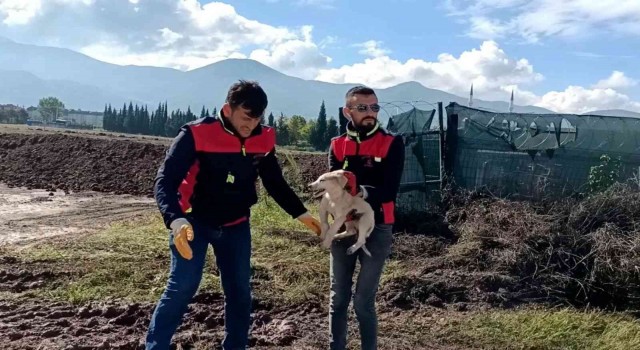 Çukura düşen yavru köpek kurtarıldı