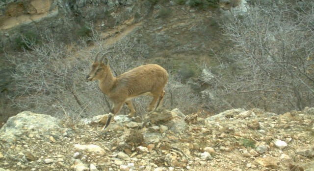 Dağ keçileri Eruhta otlanırken görüntülendi
