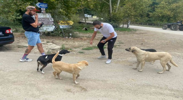 Demir yumruklar sokak hayvanlarını besledi
