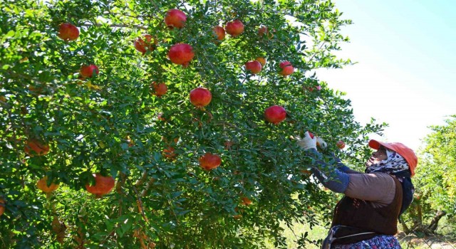 Denizliden Avrupa, Rusya ve Kanadaya nar ihracatı başladı