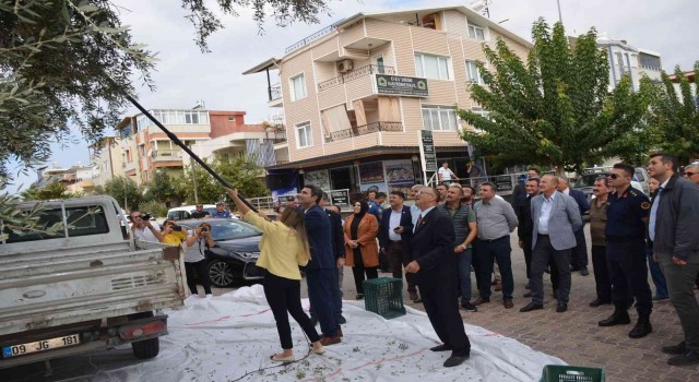 Didimdeki anıt ağaçlarda zeytin hasadı yapıldı